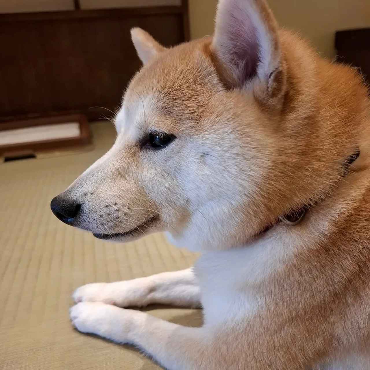 画像: 哀愁漂う表情が魅力の「あびこ豆」