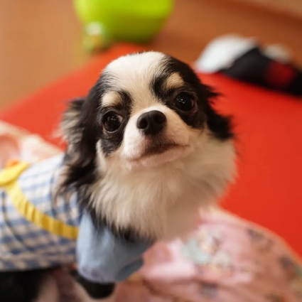 画像: 元気いっぱいの「ぴの」ちゃん