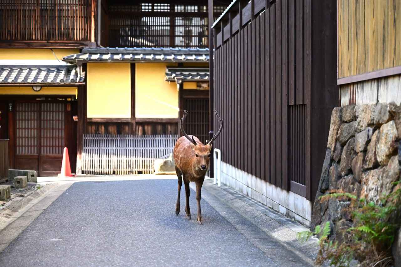 画像3: 【奈良】古都の面影が残る「ならまち」をぶらり散歩
