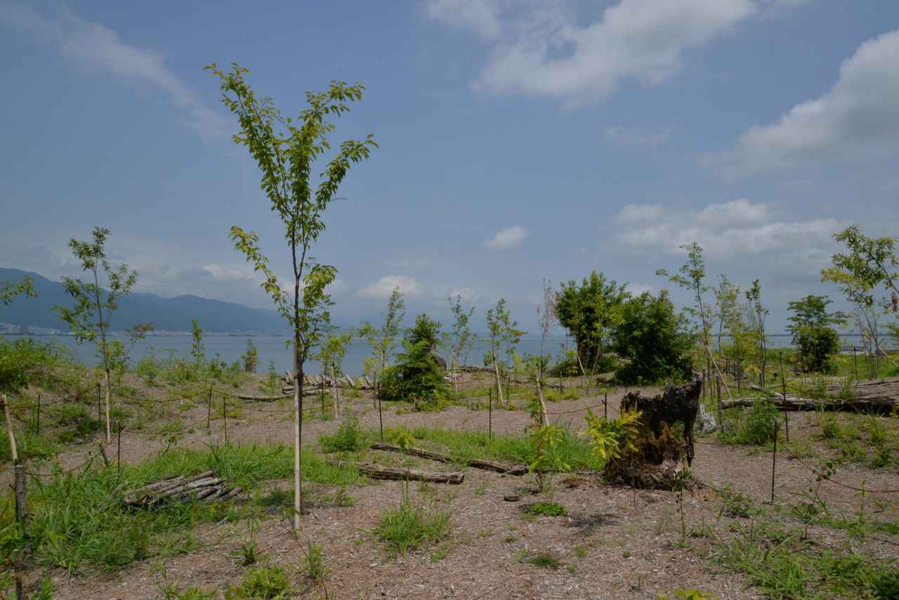 画像: 植樹して4か月。木々に葉が伸びてきました