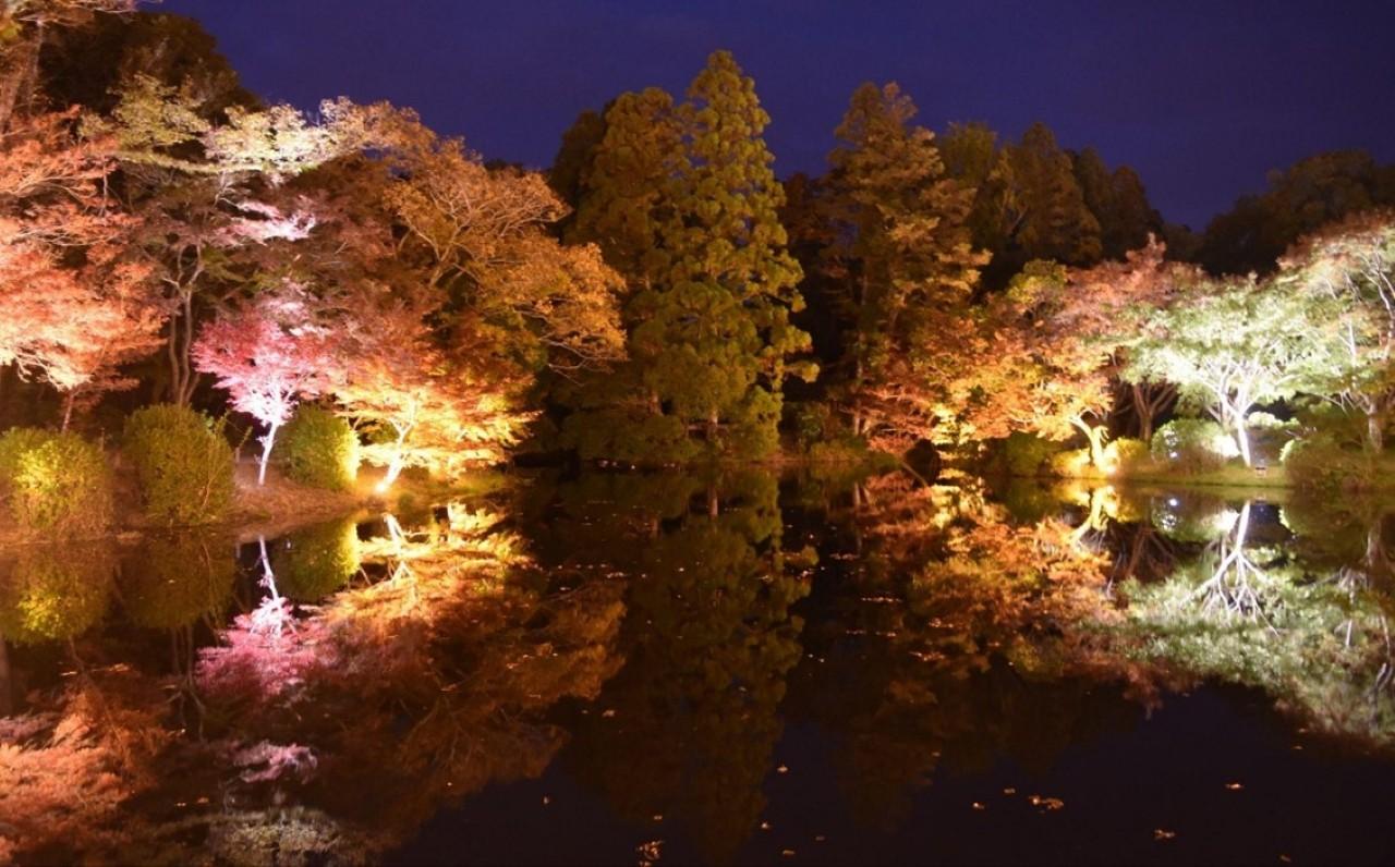 画像1: 秋の京都が光に包まれる。幻想的な夜のアート体験「LIGHT CYCLES KYOTO」