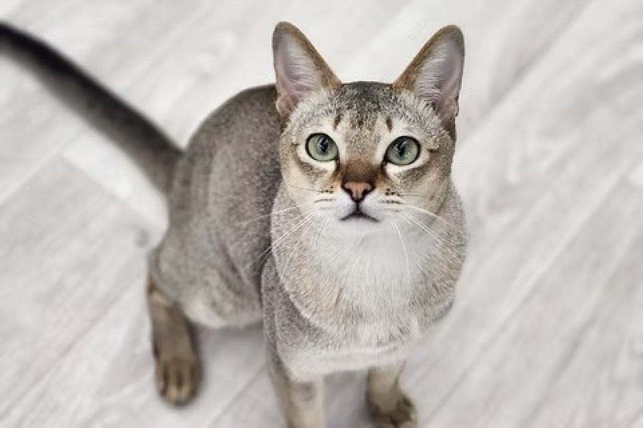 画像2: ⑧Cat&Animal Cafe Noah's Ark 祇園店|関西最大級! 約40匹のユニークな猫がお出迎え