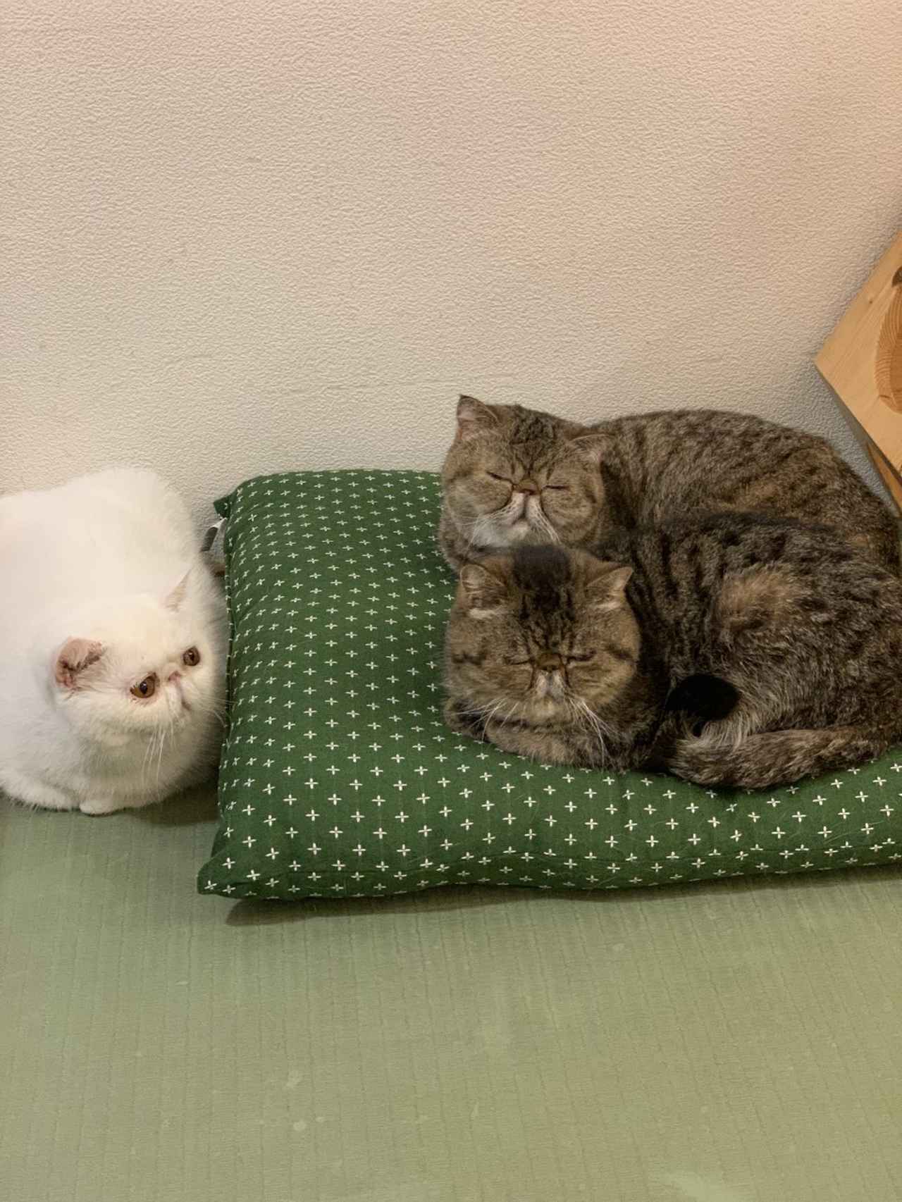 画像4: ⑥猫café 猫蔵|ぶさかわ猫のエキゾチック専門!1日5組限定のプライベート猫カフェ