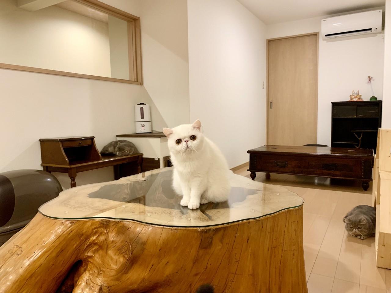 画像3: ⑥猫café 猫蔵|ぶさかわ猫のエキゾチック専門!1日5組限定のプライベート猫カフェ