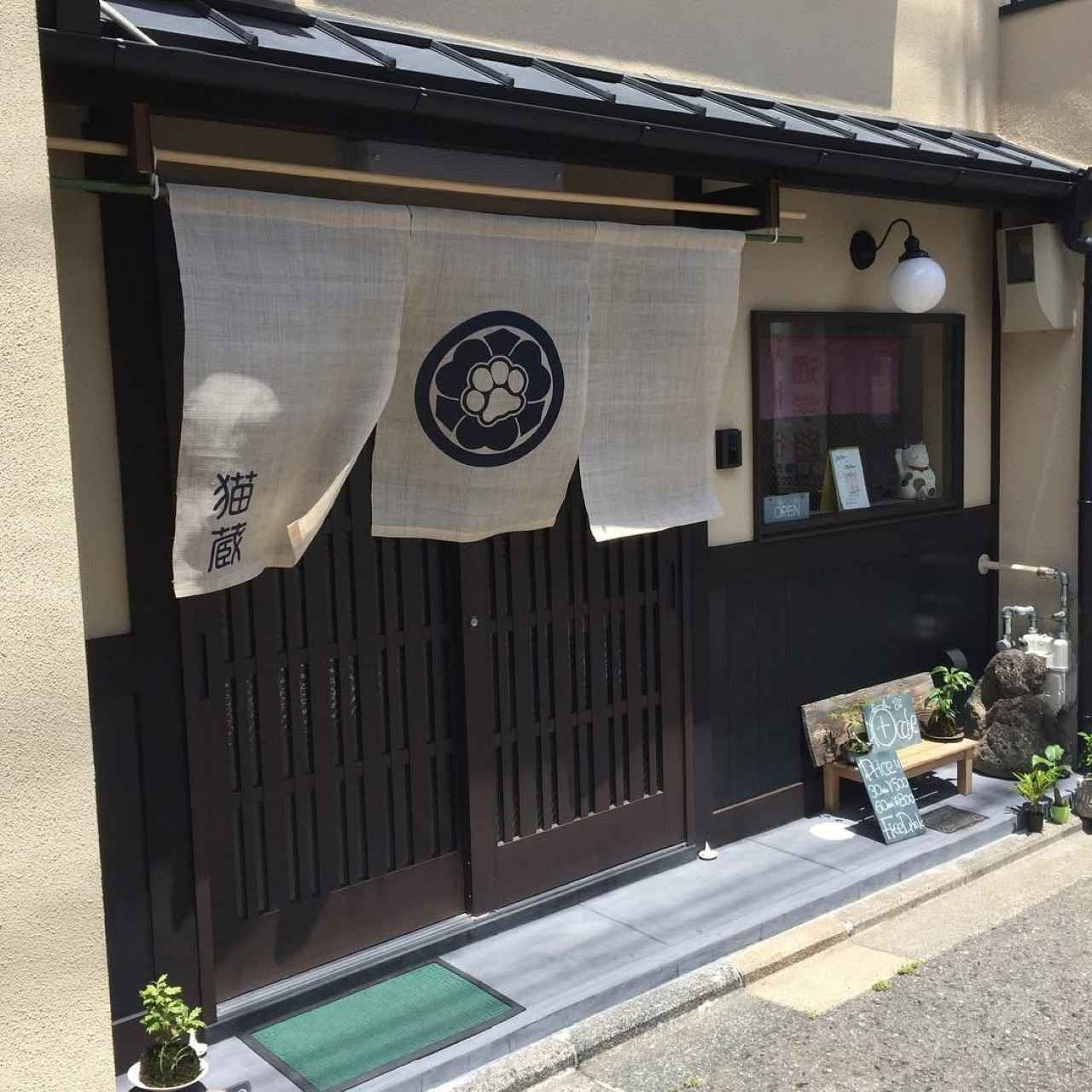 画像2: ⑥猫café 猫蔵|ぶさかわ猫のエキゾチック専門!1日5組限定のプライベート猫カフェ