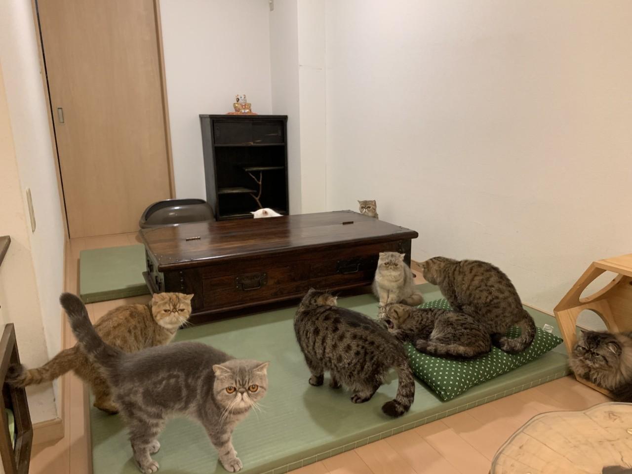 画像1: ⑥猫café 猫蔵|ぶさかわ猫のエキゾチック専門!1日5組限定のプライベート猫カフェ