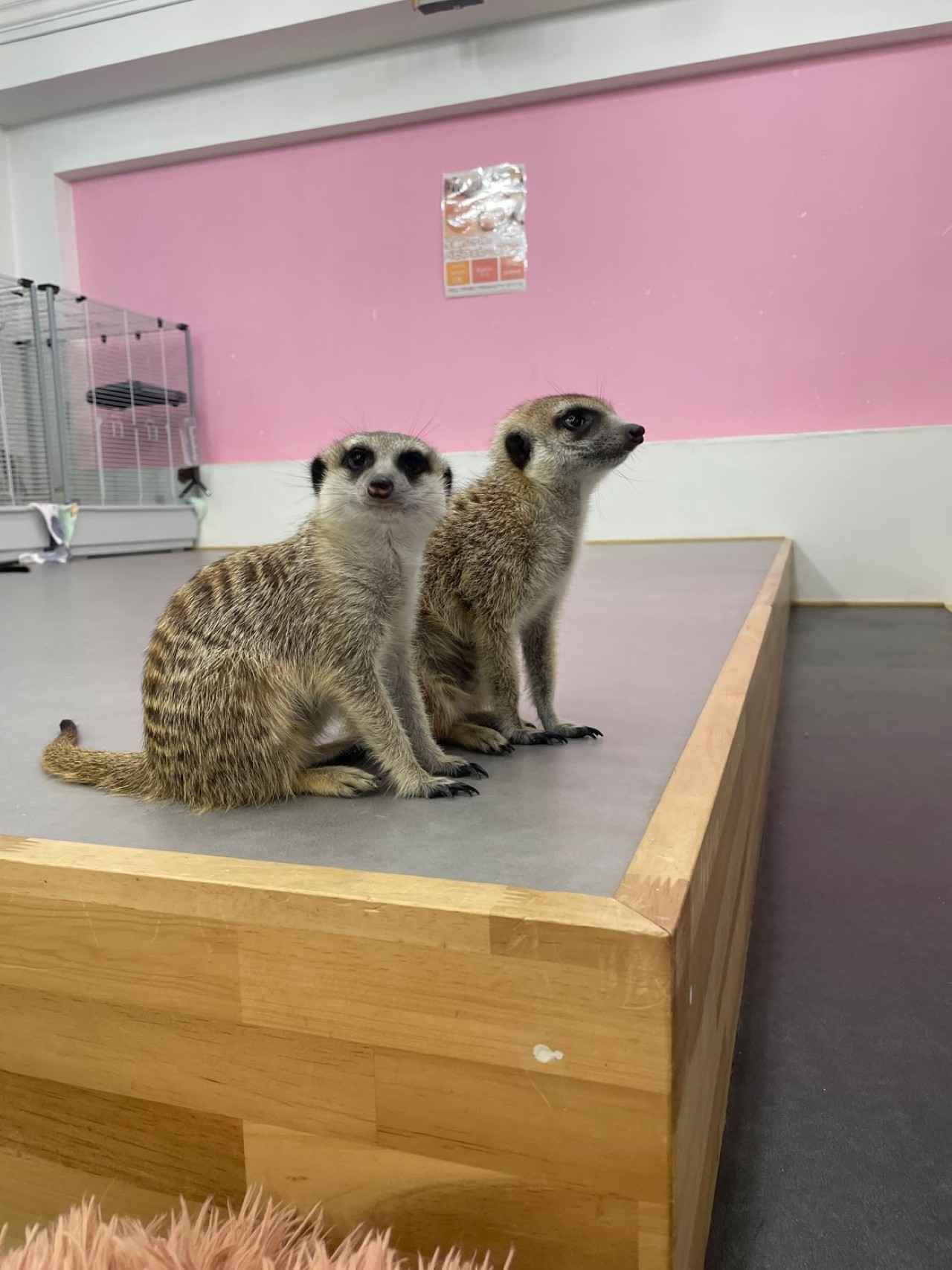 画像4: ⑧Cat&Animal Cafe Noah's Ark 祇園店|関西最大級! 約40匹のユニークな猫がお出迎え