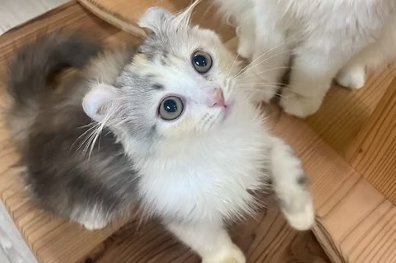 画像3: ⑧Cat&Animal Cafe Noah's Ark 祇園店|関西最大級! 約40匹のユニークな猫がお出迎え