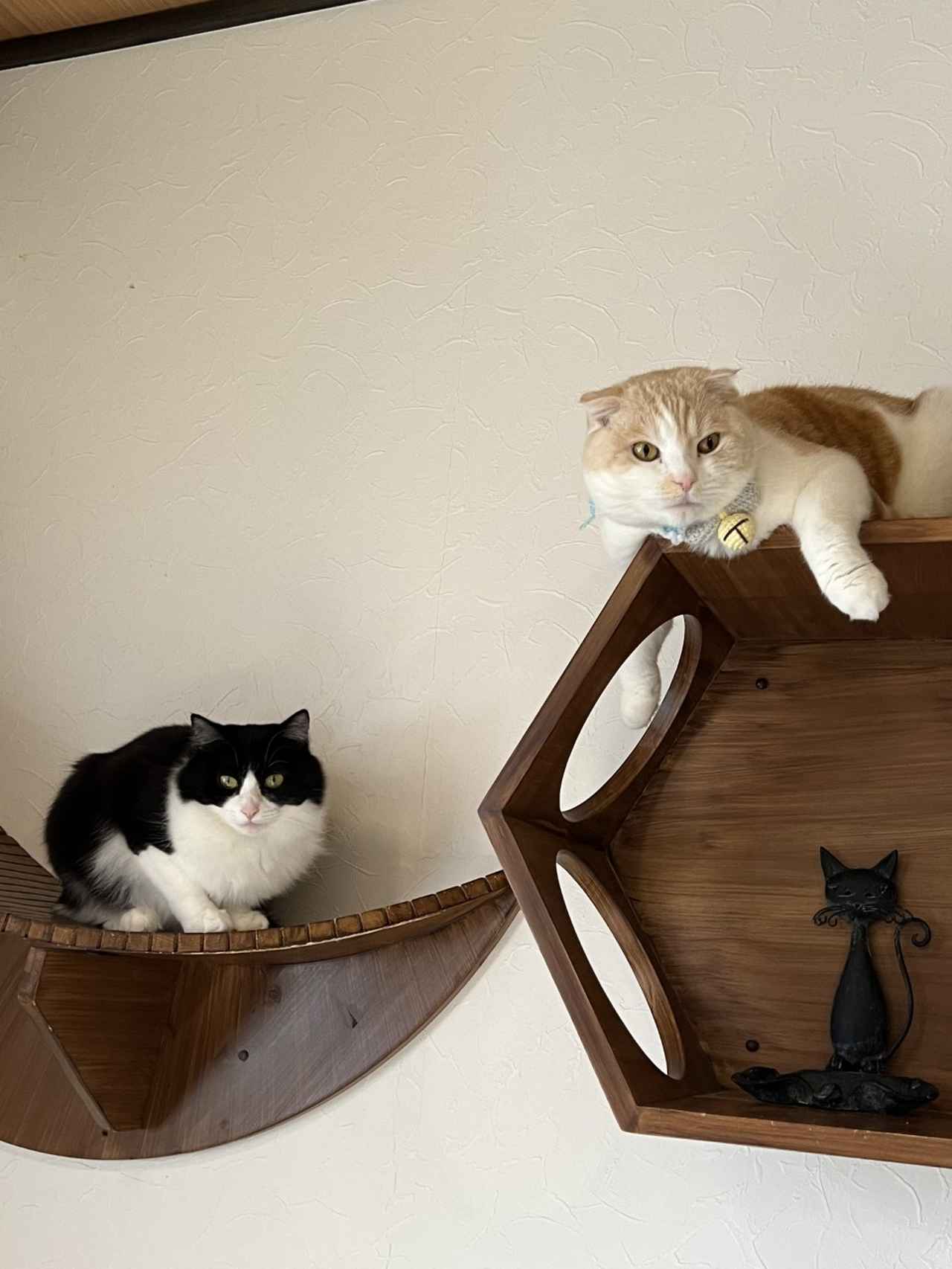 画像4: ⑦町家猫喫茶 うたねこ堂|町家の静かな時間、猫と共に心を癒す