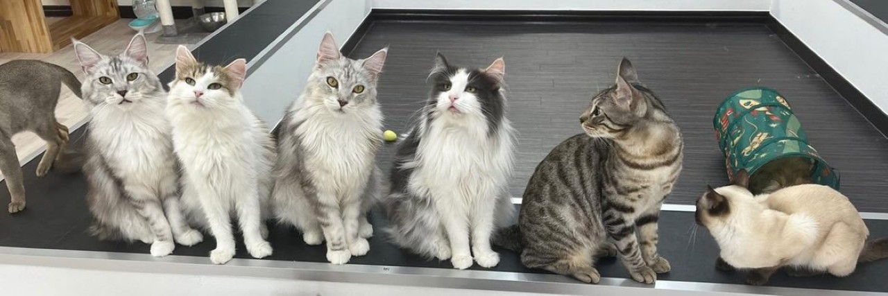 画像1: ⑧Cat&Animal Cafe Noah's Ark 祇園店|関西最大級! 約40匹のユニークな猫がお出迎え