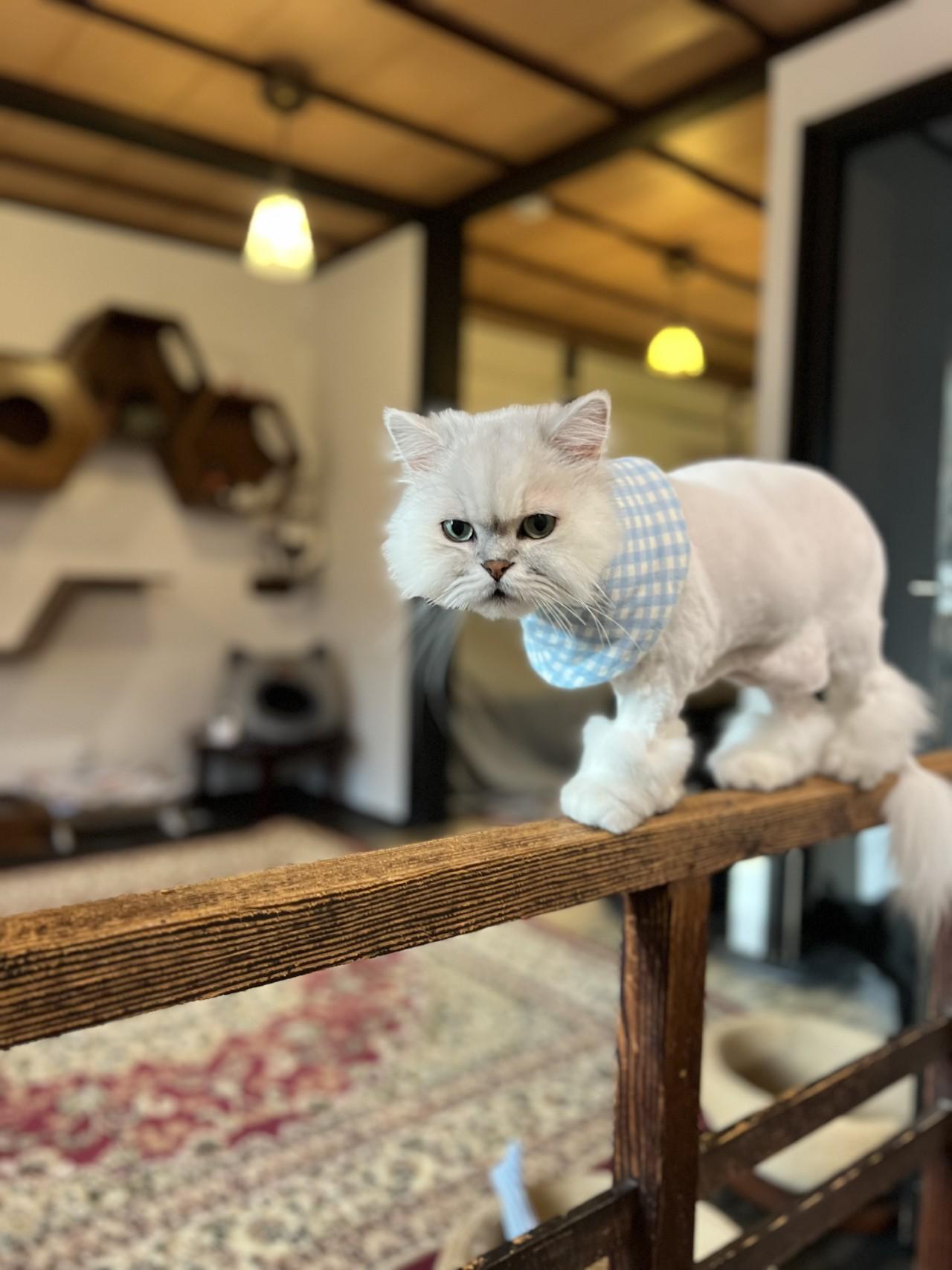 画像3: ⑦町家猫喫茶 うたねこ堂|町家の静かな時間、猫と共に心を癒す