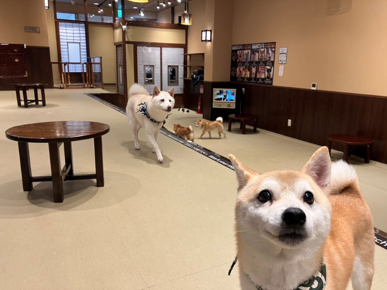 画像5: 豆柴たちに囲まれながら至福のコーヒータイムを「京都豆柴CAFÉ」