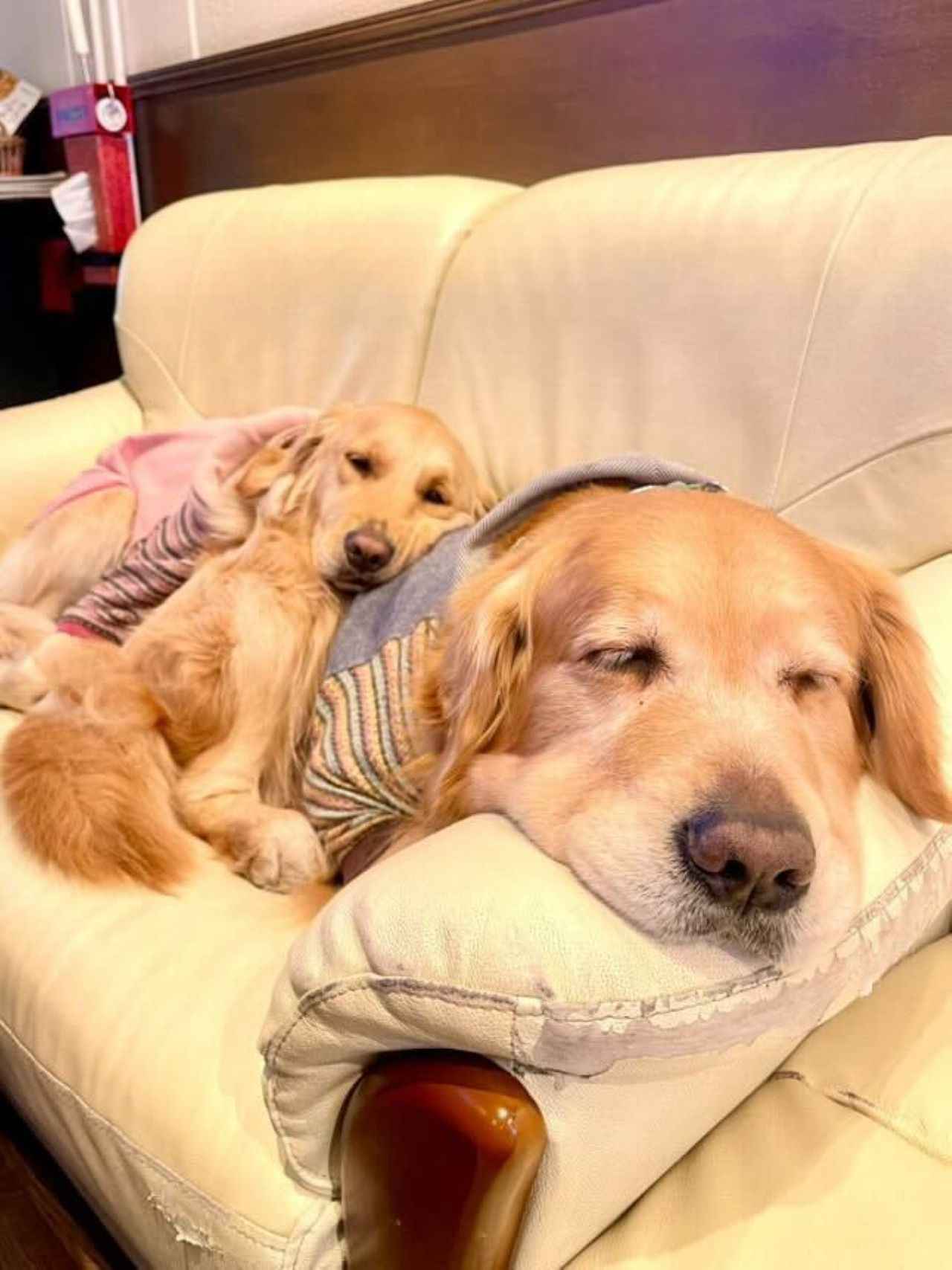 画像2: ゴールデンのふわふわヘアーに見惚れて「cafe de monca」