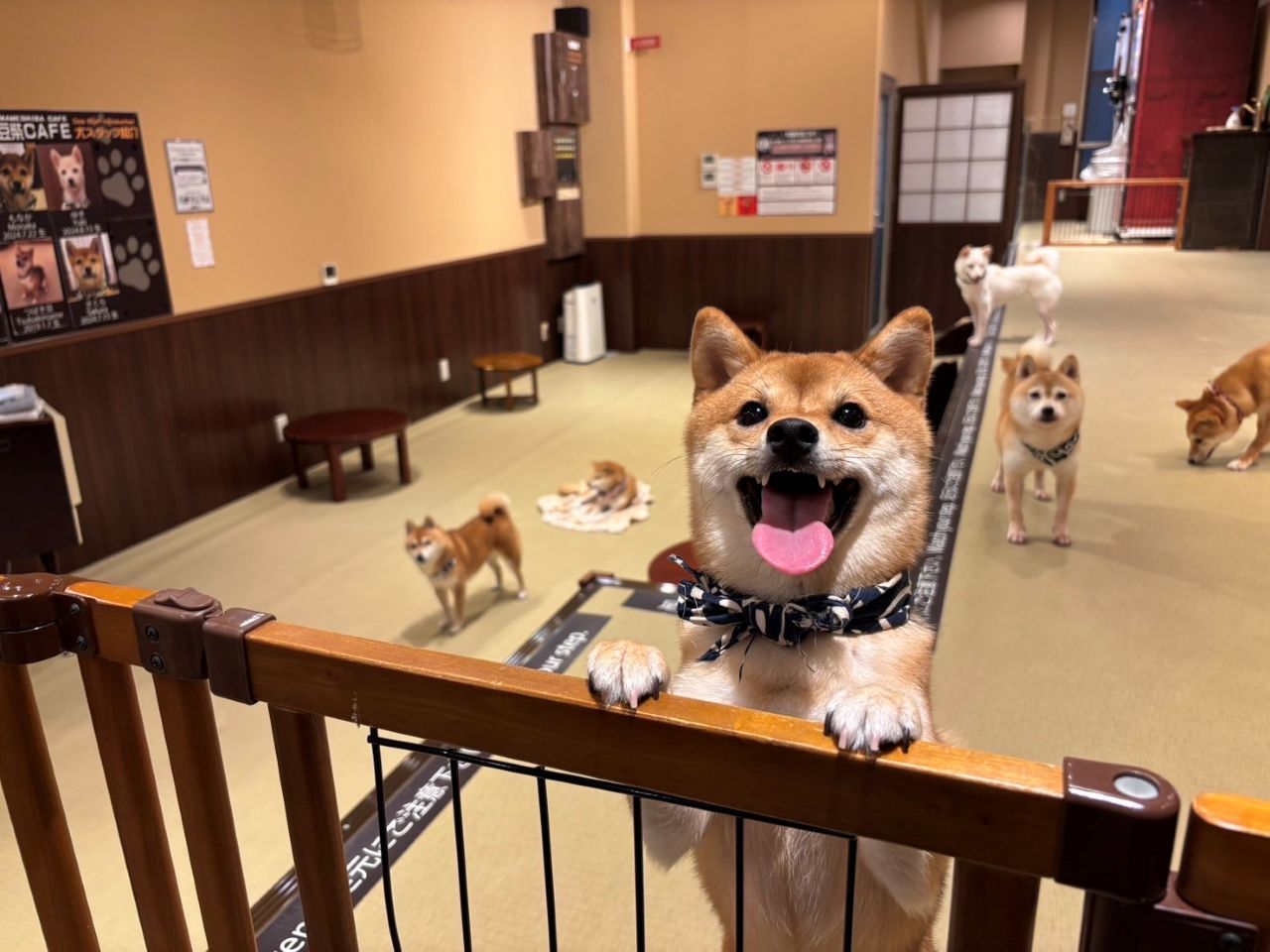 画像1: 豆柴たちに囲まれながら至福のコーヒータイムを「京都豆柴CAFÉ」