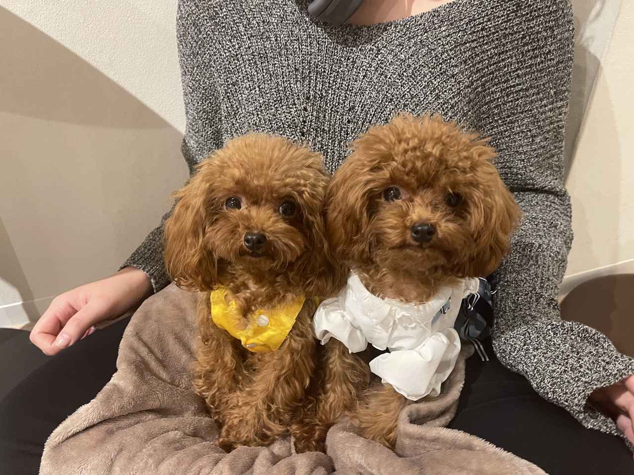 画像3: 世界一小さなかわいいワンちゃんたちがお出迎え！「Teacup Club」