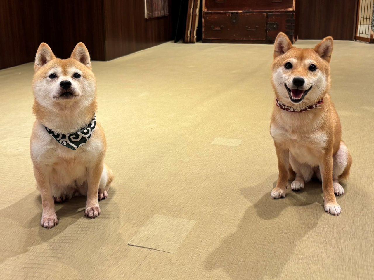 画像3: 豆柴たちに囲まれながら至福のコーヒータイムを「京都豆柴CAFÉ」