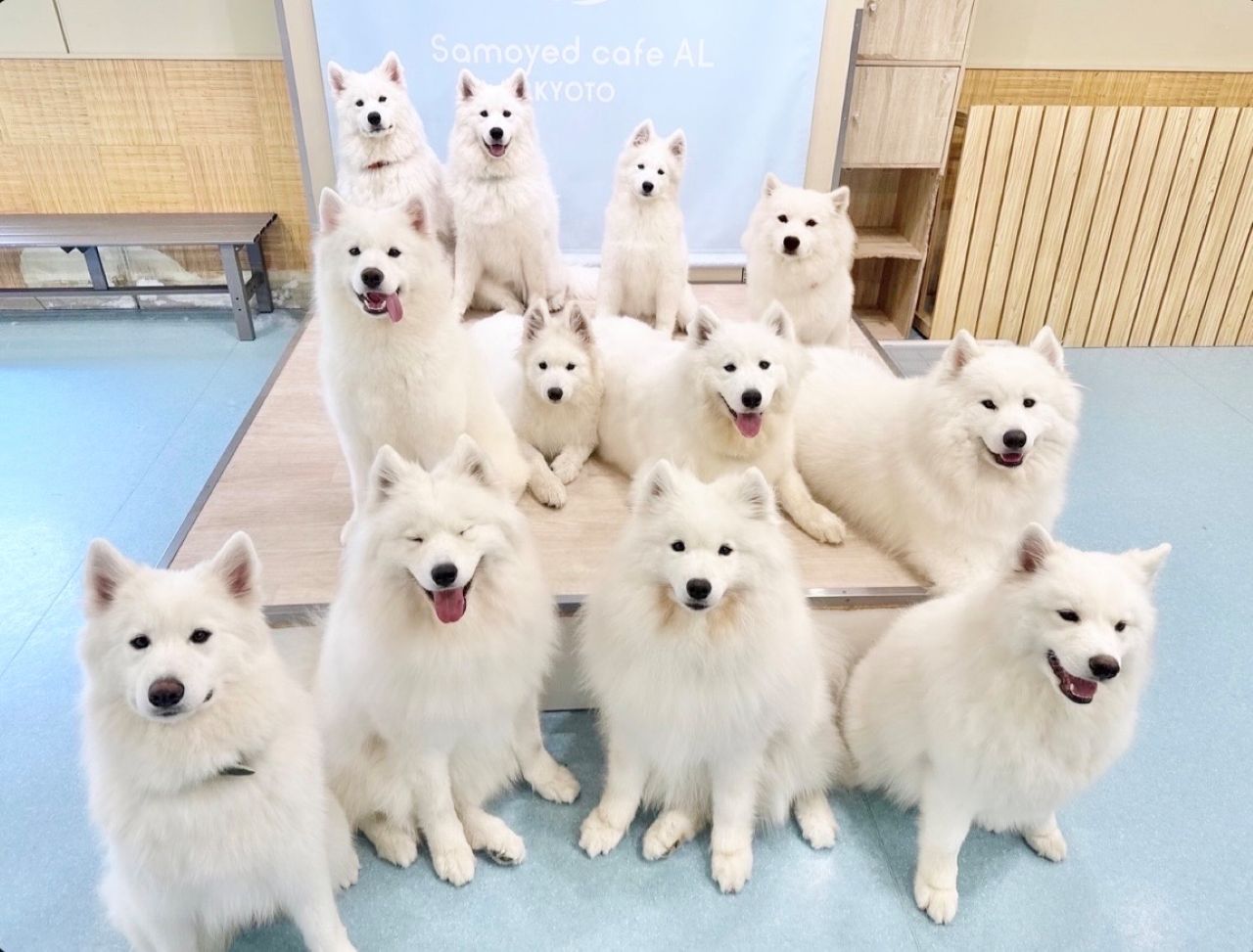画像1: 真っ白なわたげちゃんたちに悶絶！「サモエドカフェ アル 京都河原町店」