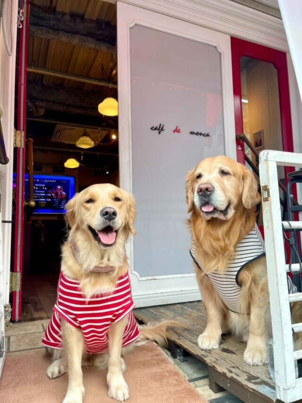 画像1: ゴールデンのふわふわヘアーに見惚れて「cafe de monca」