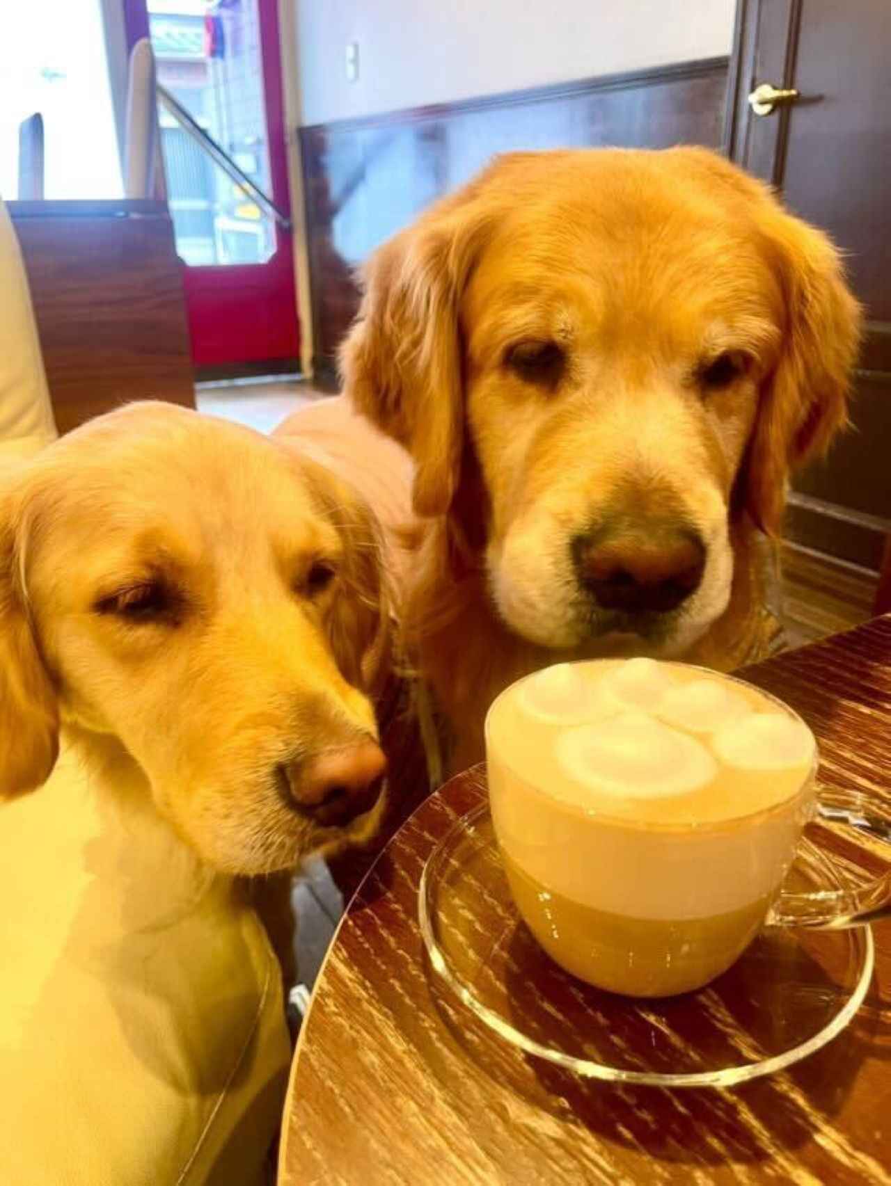 画像1: 京都のおすすめ犬カフェ4選。豆柴や大型犬と癒やしのひとときを