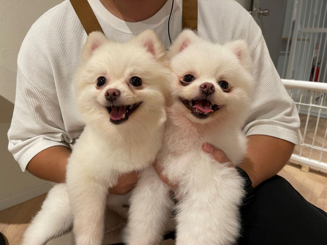 画像1: 世界一小さなかわいいワンちゃんたちがお出迎え！「Teacup Club」