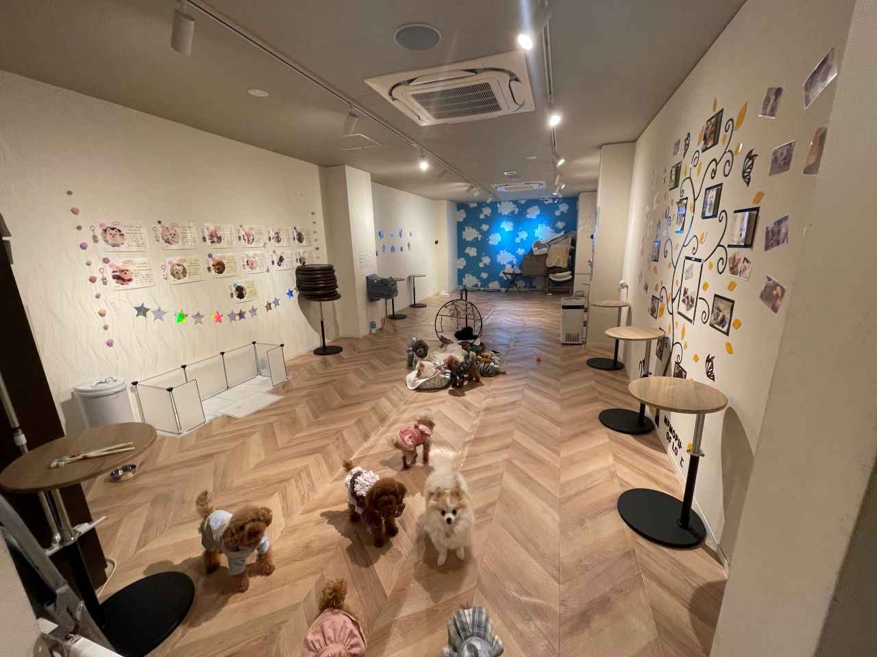 画像4: 世界一小さなかわいいワンちゃんたちがお出迎え！「Teacup Club」