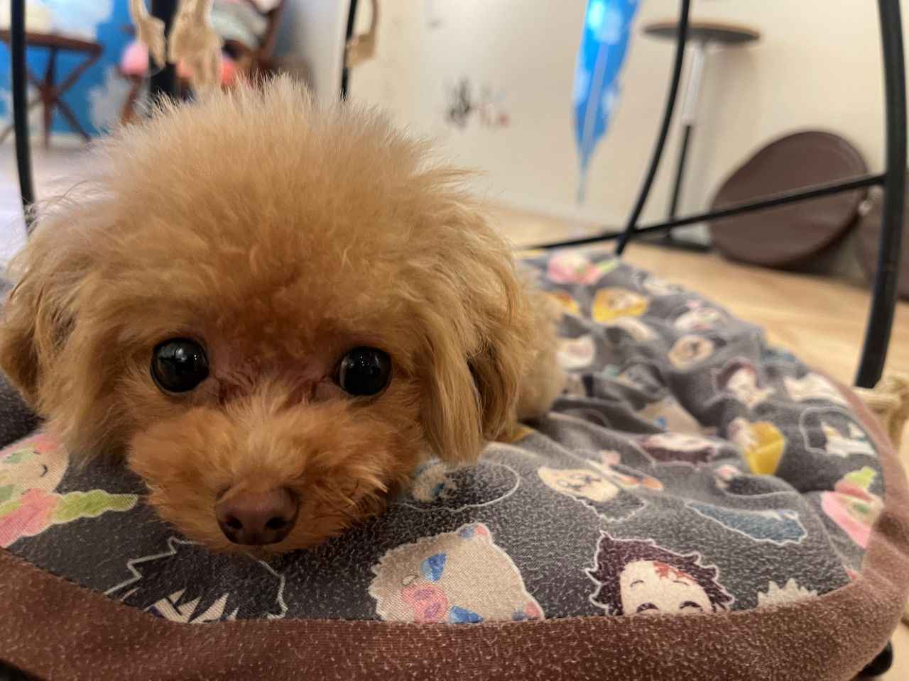 画像2: 世界一小さなかわいいワンちゃんたちがお出迎え！「Teacup Club」