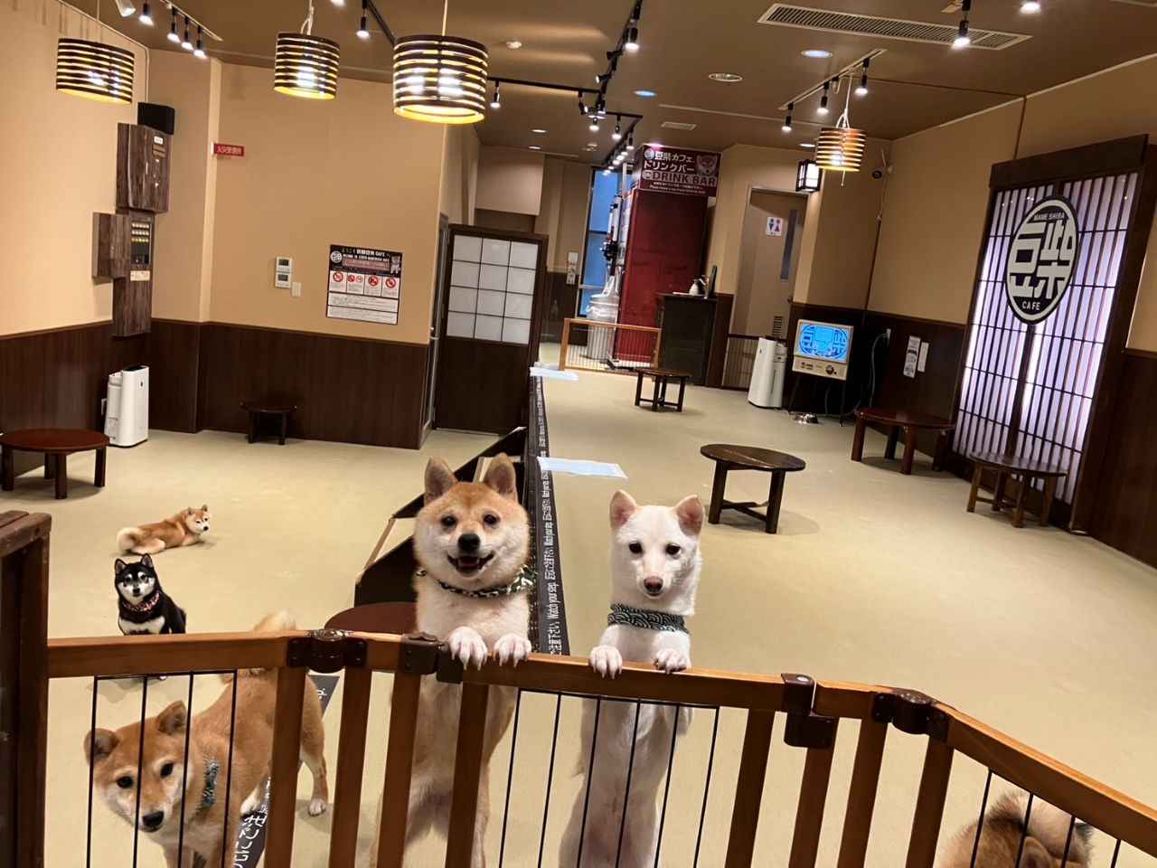 画像4: 豆柴たちに囲まれながら至福のコーヒータイムを「京都豆柴CAFÉ」