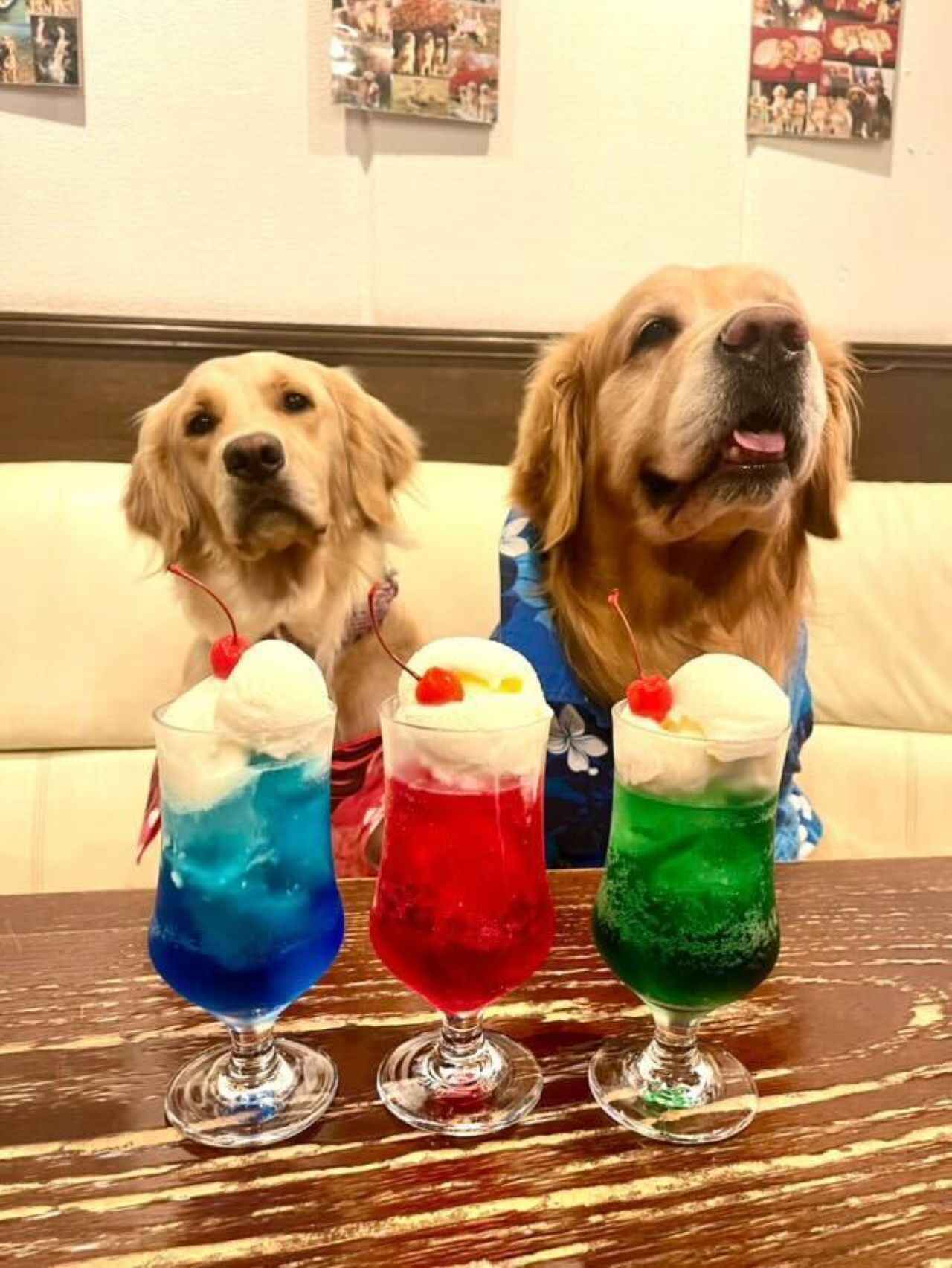 画像2: 京都のおすすめ犬カフェ4選。豆柴や大型犬と癒やしのひとときを