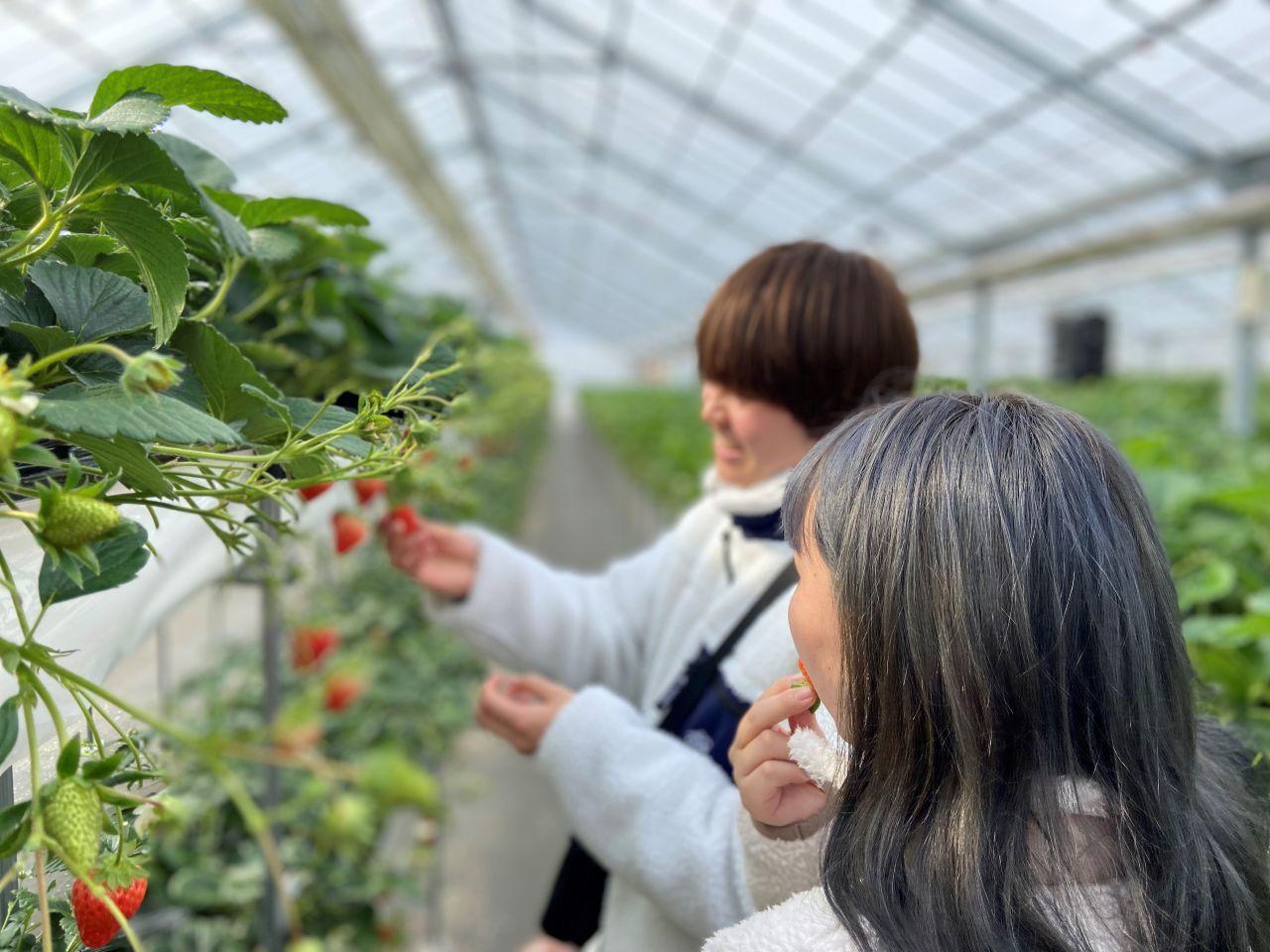 画像5: 滋賀で楽しむ絶景ドライブ！琵琶湖からグルメまでおすすめスポット9選