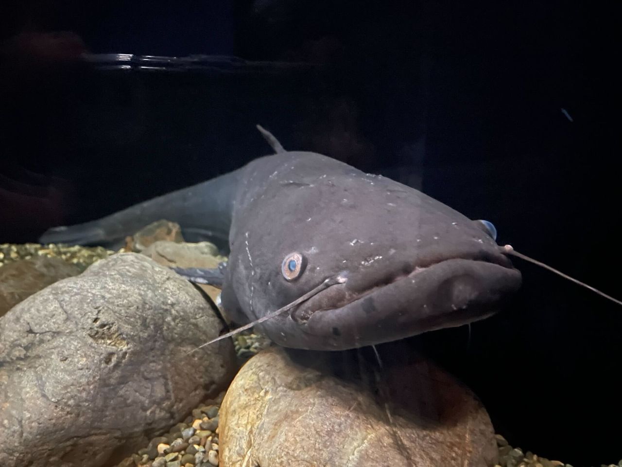 画像2: 琵琶湖博物館｜“湖のすべて”を知る体験型ミュージアム