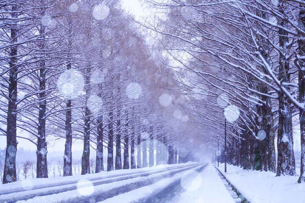 画像3: 写真提供：（公社）びわ湖高島観光協会