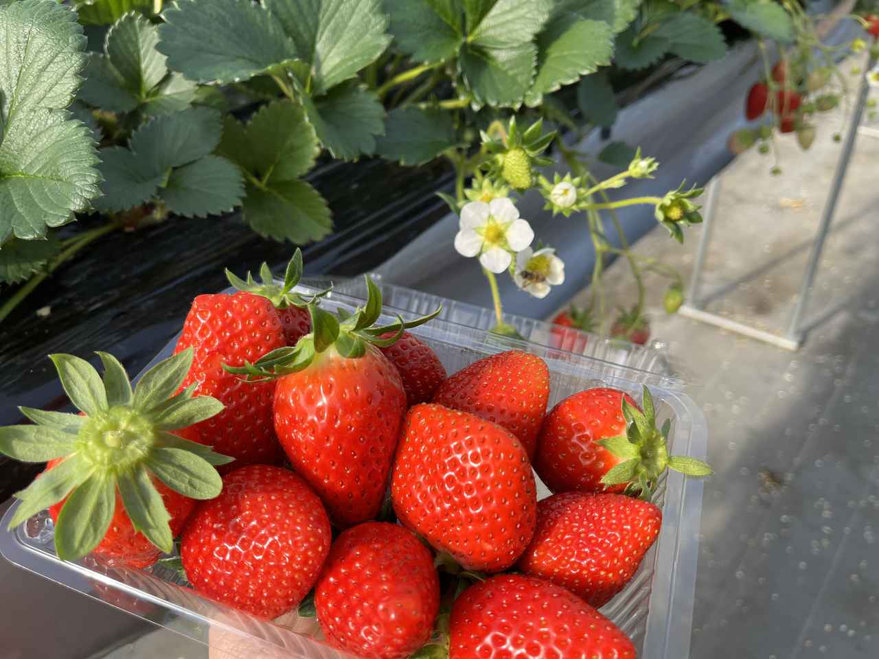 画像6: 滋賀で楽しむ絶景ドライブ！琵琶湖からグルメまでおすすめスポット9選