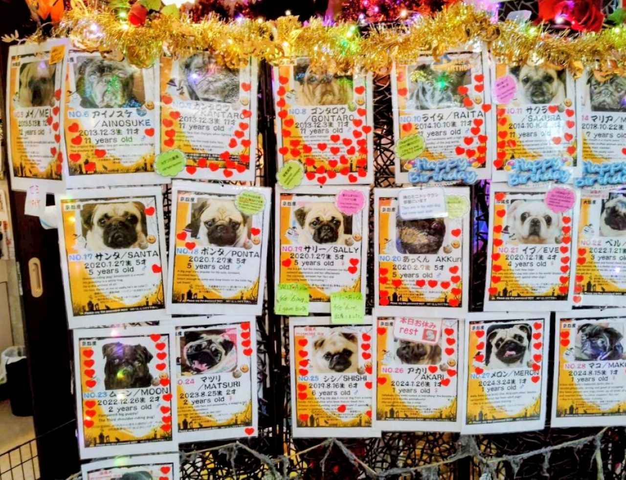 画像1: 全世界のパグマニアが集うパグの地上の楽園「パグカフェ Living Room」