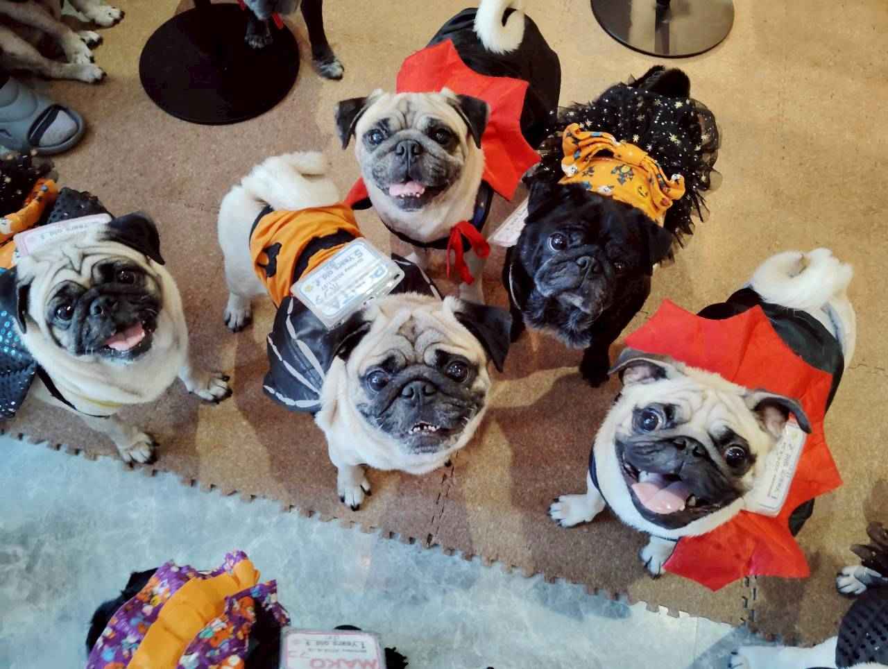 画像2: 全世界のパグマニアが集うパグの地上の楽園「パグカフェ Living Room」