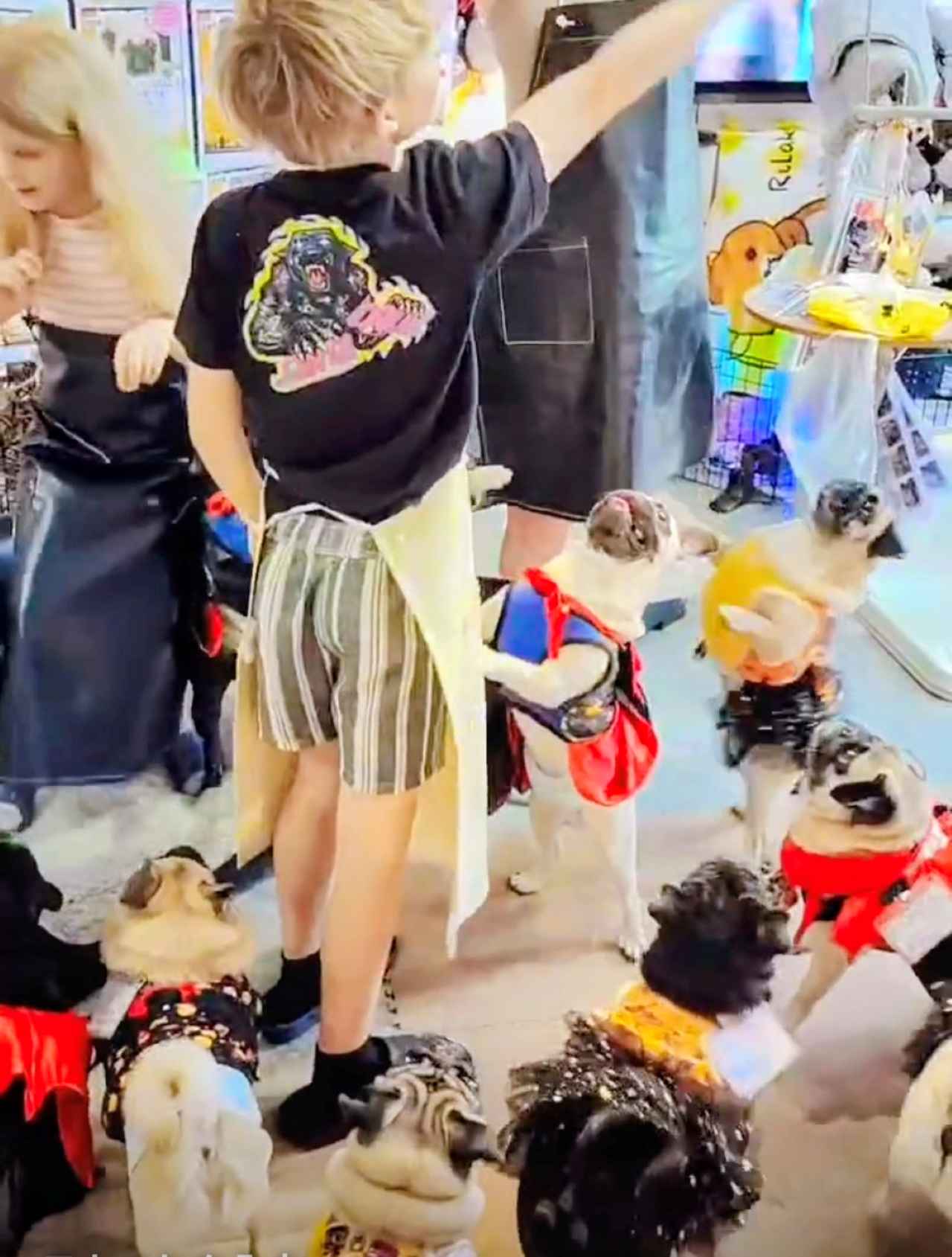 画像4: 京都のおすすめ犬カフェ5選。豆柴や大型犬と癒やしのひとときを