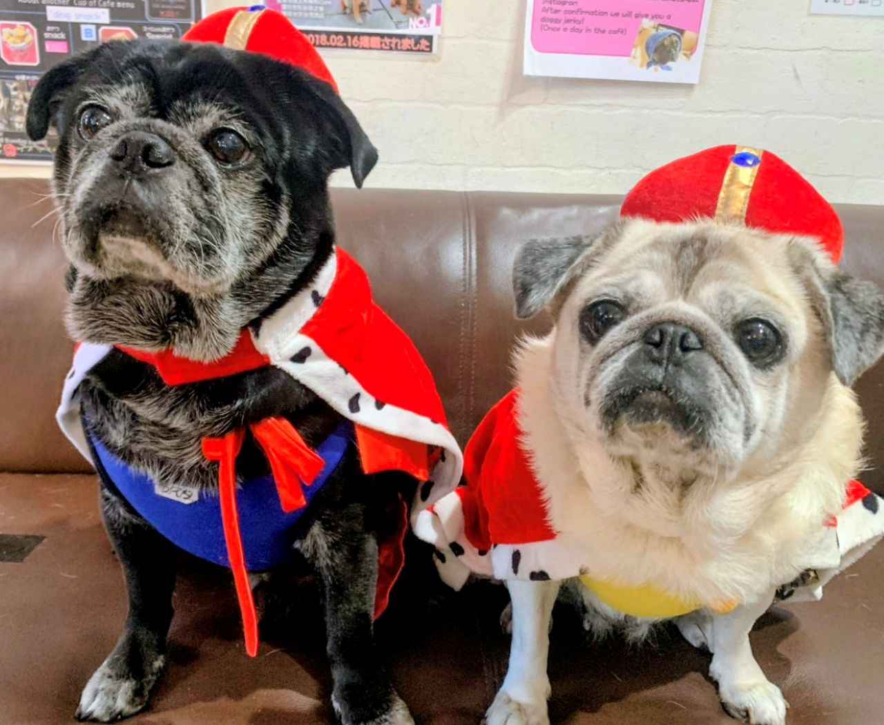 画像1: 京都のおすすめ犬カフェ5選。豆柴や大型犬と癒やしのひとときを