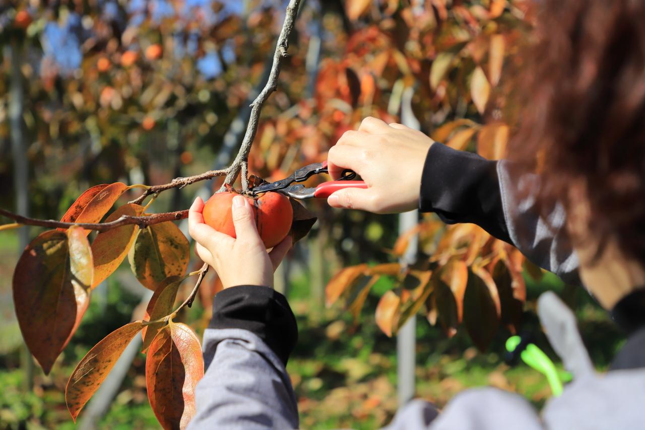 画像4: 「堀内果実園」が手がける新施設「Land」でフルーツを楽しみつくす！【体験レポート】