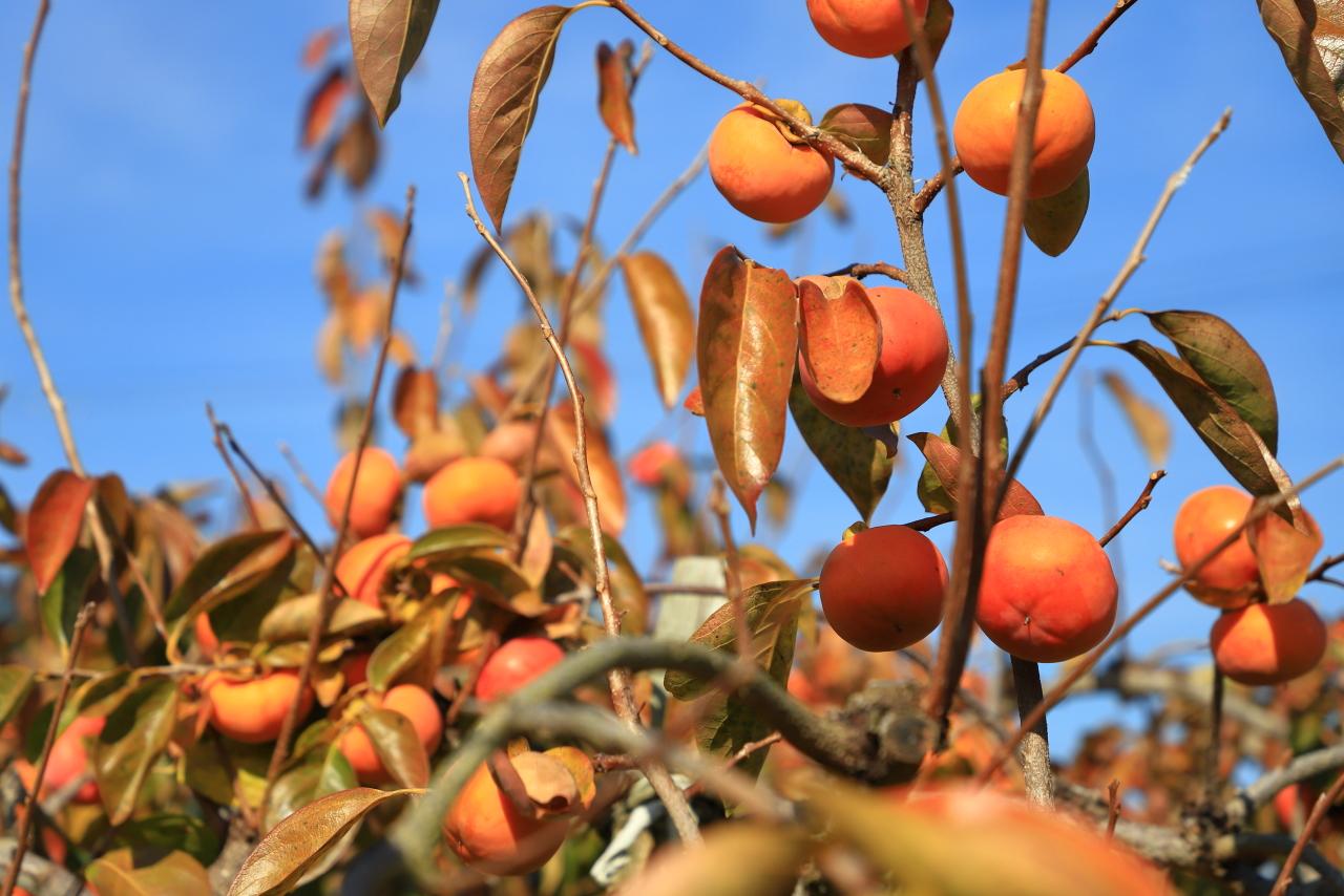 画像1: 雄大な山々に囲まれた果樹園でフルーツ狩りやワークショップを