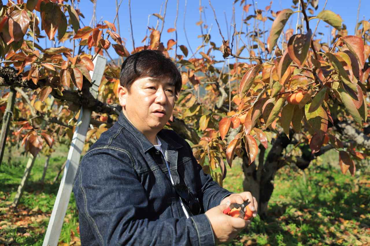 画像: 堀内さんにコツを教えてもらって柿を収穫します