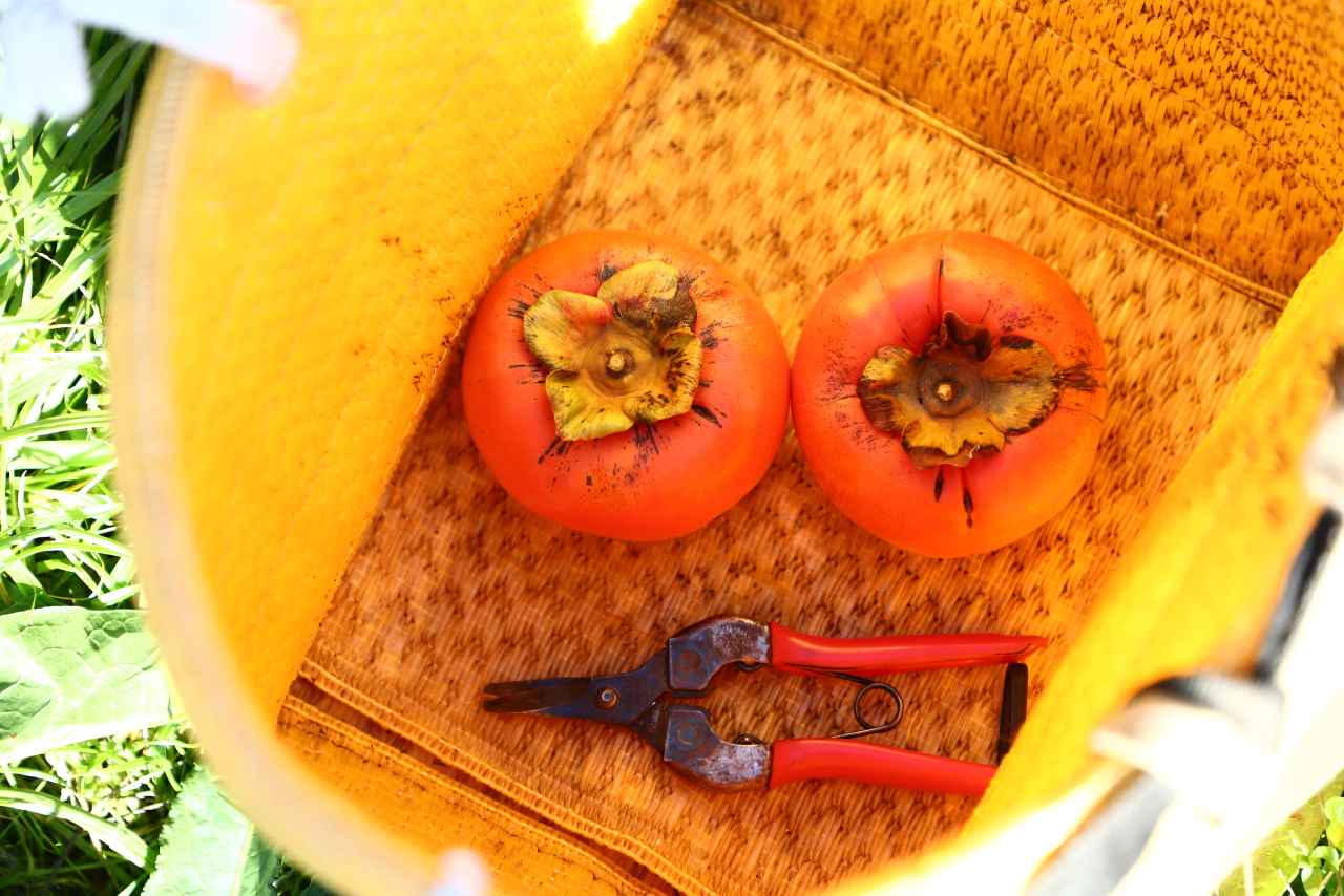 画像2: 雄大な山々に囲まれた果樹園でフルーツ狩りやワークショップを