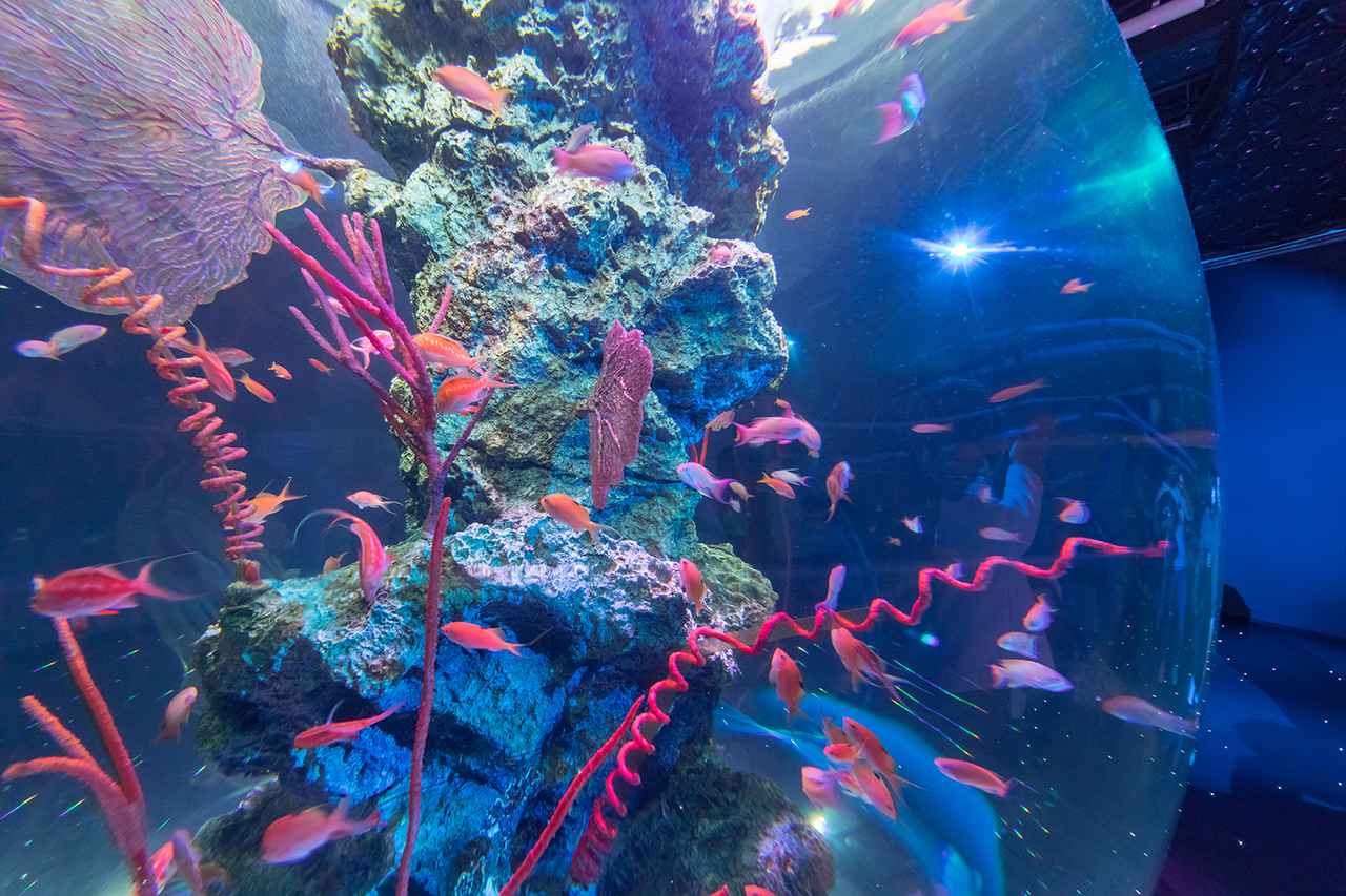 画像: 徹底リポート!神戸のアートなフォトジェニック水族館「átoa」の楽しみ方