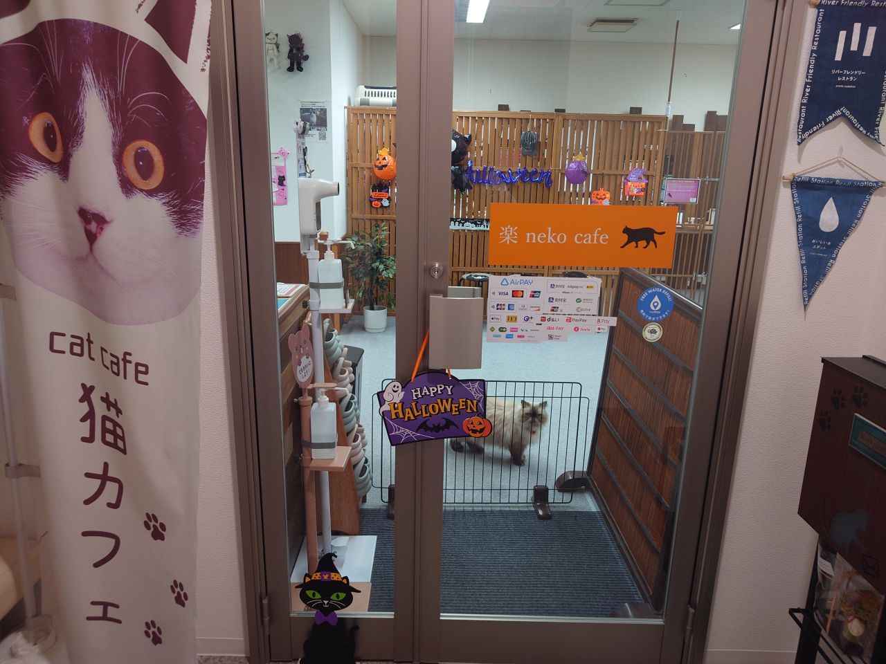 画像4: ⑨楽neko cafe｜昼と夜で違った顔を持つ、一風変わった猫カフェ