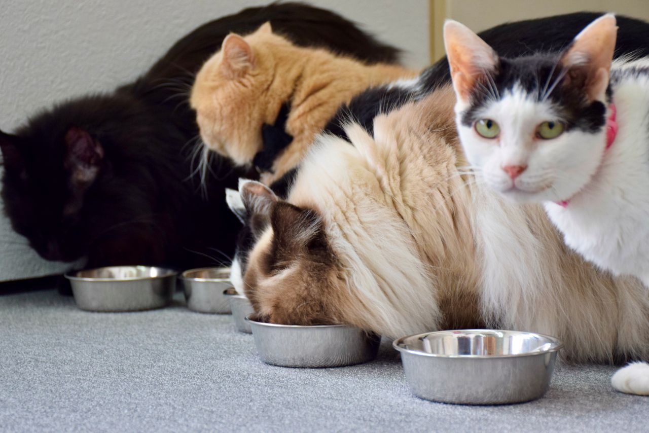 画像1: ⑨楽neko cafe｜昼と夜で違った顔を持つ、一風変わった猫カフェ