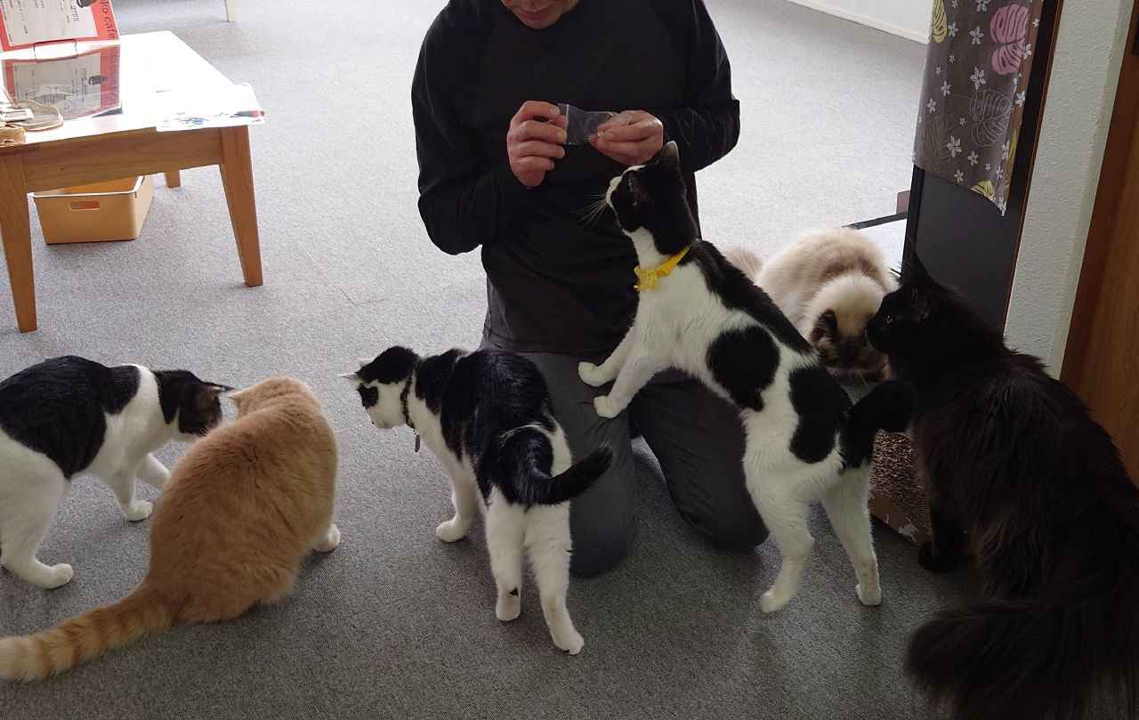 画像3: ⑨楽neko cafe｜昼と夜で違った顔を持つ、一風変わった猫カフェ