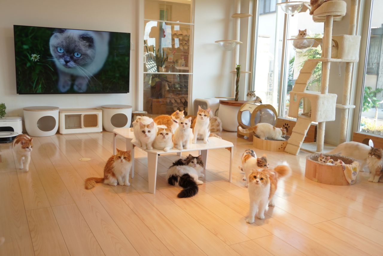 画像4: ⑩猫カフェ まんちの樹｜人懐っこさが魅力！マンチカンの楽園