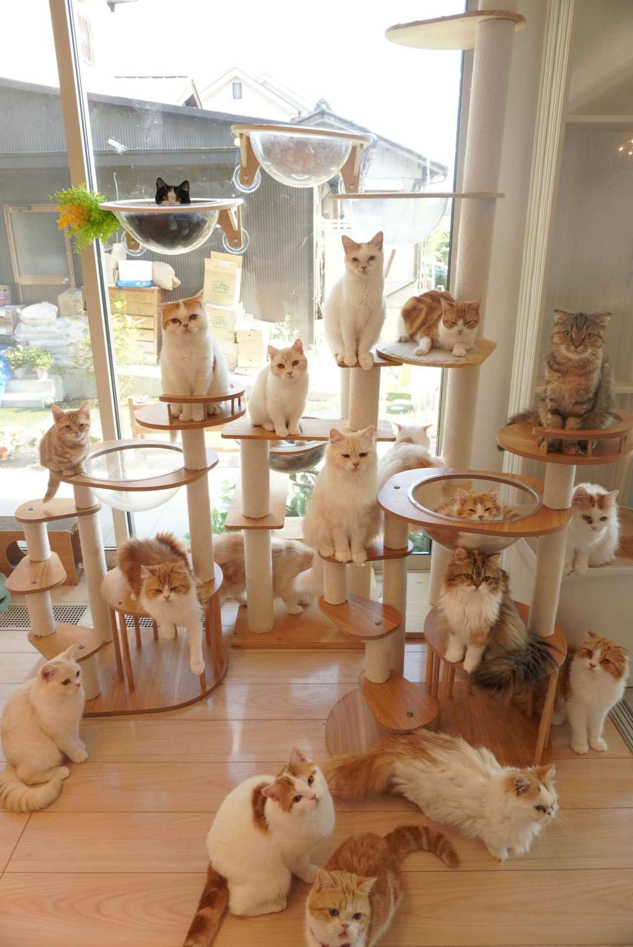 画像3: ⑩猫カフェ まんちの樹｜人懐っこさが魅力！マンチカンの楽園