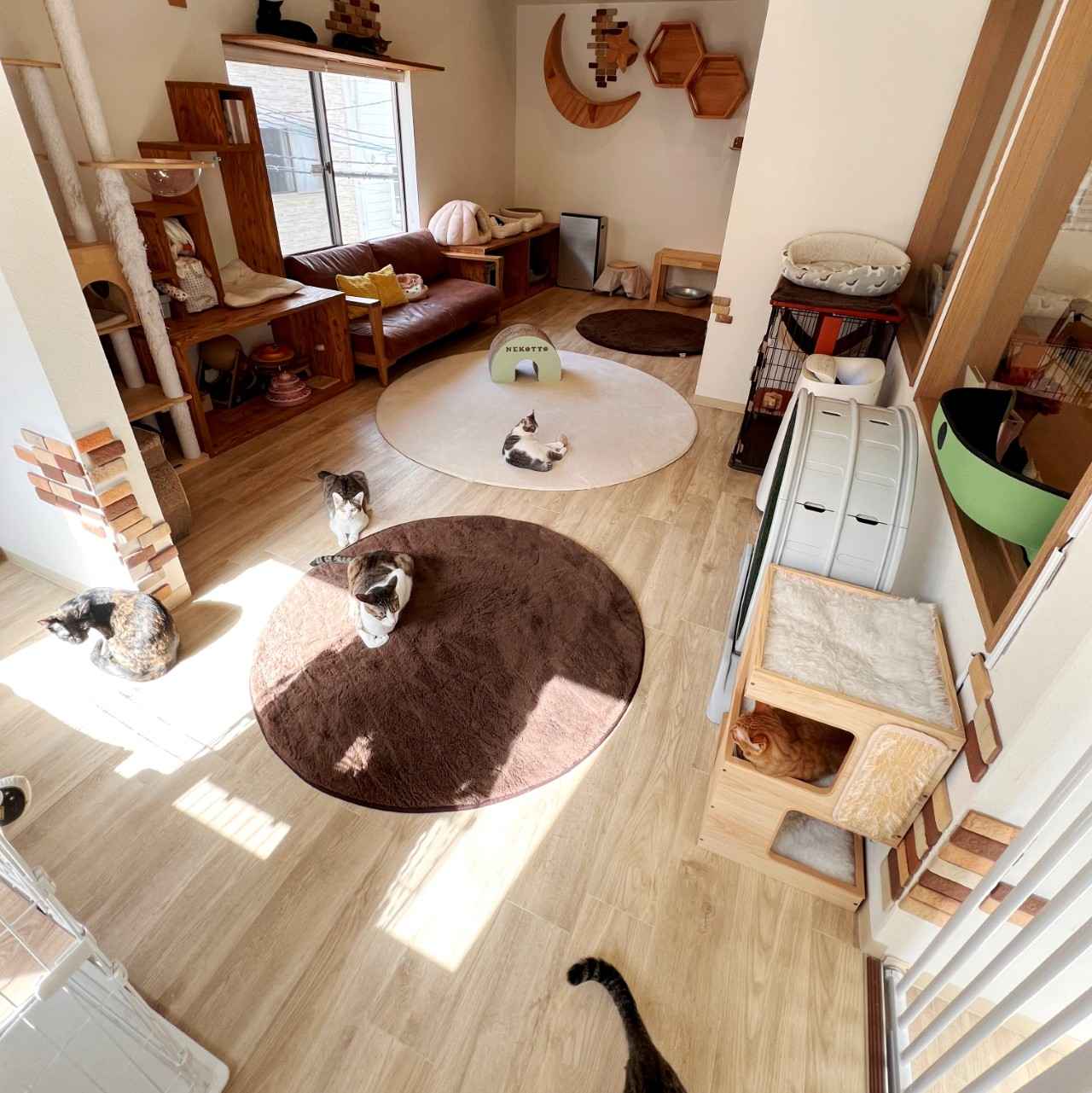 画像1: ⑫nekotto 保護猫カフェ|フィットネススタジオ併設で心身ともに元気に