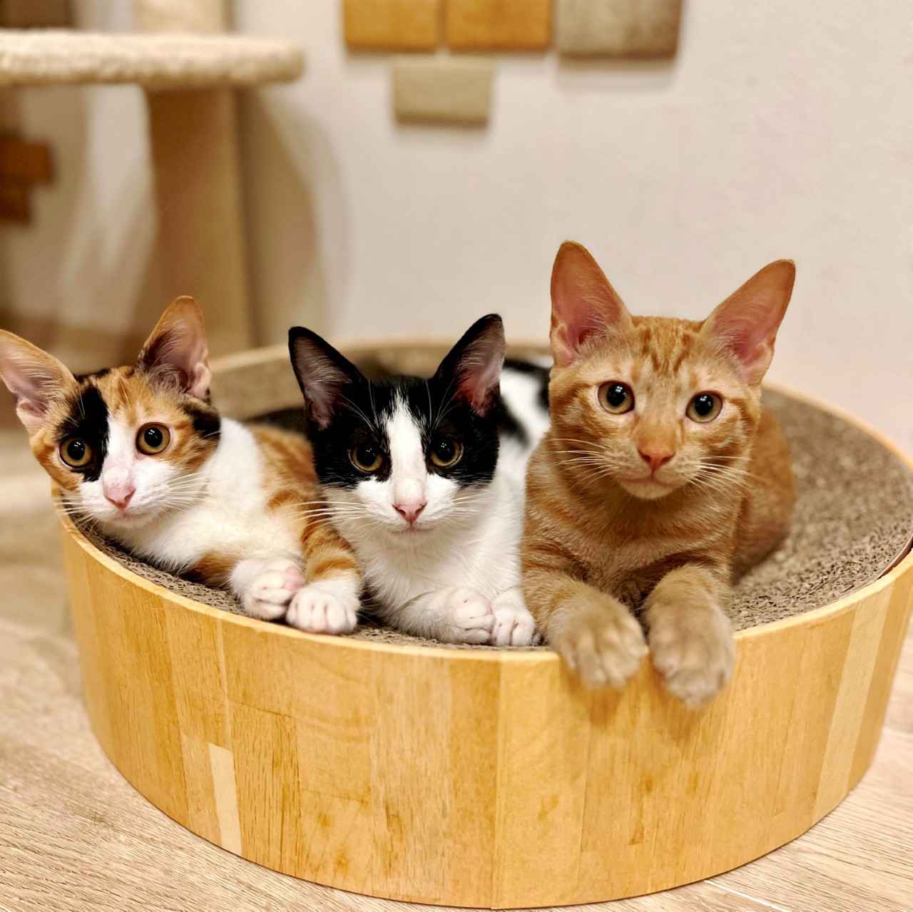 画像3: ⑫nekotto 保護猫カフェ|フィットネススタジオ併設で心身ともに元気に