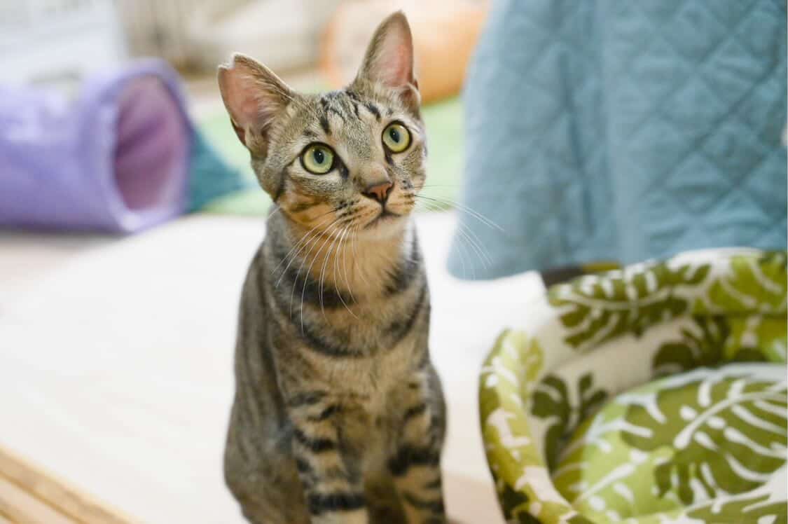 画像36: 【2026年最新】大阪・梅田でおすすめの猫カフェ13選!口コミ評判で人気のお店をご紹介!