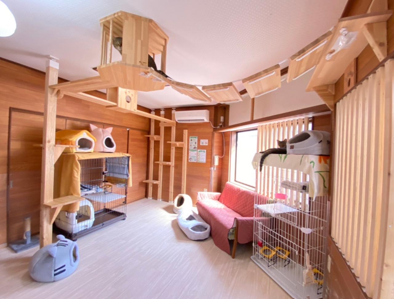 画像1: ⑪保護猫カフェ Cat Space|おやつとおもちゃ付きで気軽に触れ合える古民家カフェ